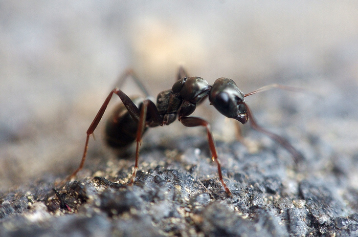 Se débarrasser des fourmis